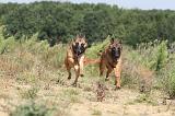 MALINOIS 243